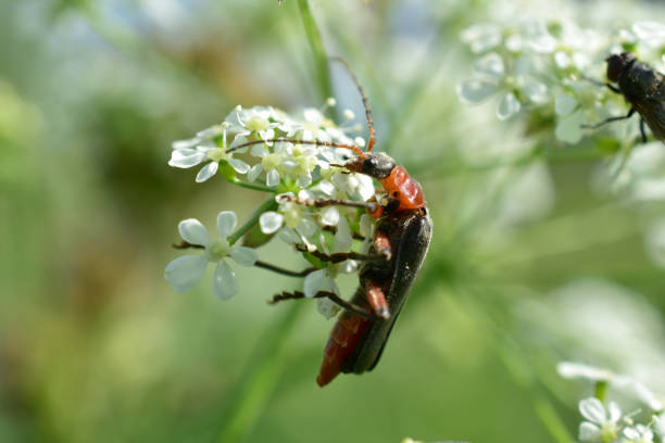 istock A brown barbel beetle sits on a flower. 1327677528