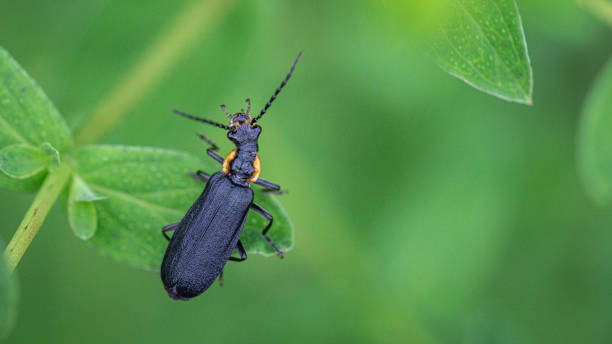 istock Podabrus frater, (Cantharidae), soldier beetles. 1327678652