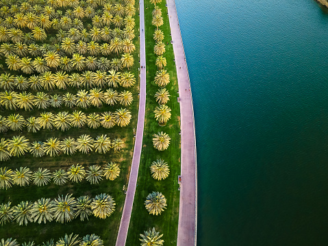 Sharjah oasis with a large public park area with palm trees and grass field by the Al Noor island at Sharjah Emirate of the United Arab Emirates aerial top view