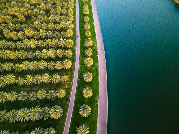 Sharjah oasis with large area with palm trees and grass field by the Al Noor island aerial in the UAE top view stock photo