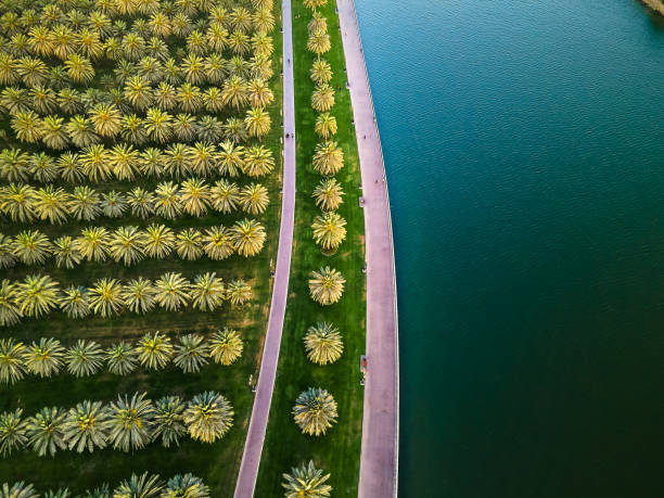 Sharjah oasis with large area with palm trees and grass field by the Al Noor island aerial in the UAE top view Sharjah oasis with a large public park area with palm trees and grass field by the Al Noor island at Sharjah Emirate of the United Arab Emirates aerial top view dubai island stock pictures, royalty-free photos & images