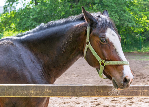 istock Dark brown horse with a white stripe on the muzzle stands behind a wooden paddock. 1327678919