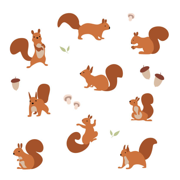 vektorillustration. eine reihe fröhlicher eichhörnchen, die nüsse essen und spazieren gehen. - eichhörnchen stock-grafiken, -clipart, -cartoons und -symbole