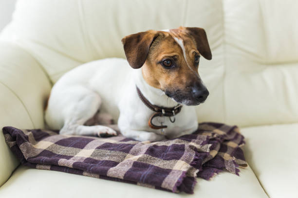 istock Close up jack russell terrier dog sleepy muzzle portrait on the plaid 1327680287