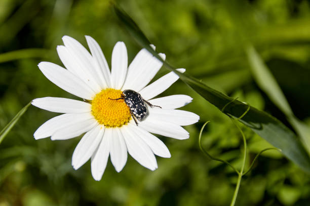 close-up of black beetle with white spots sitting on a daisy flower.