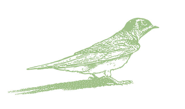 Vector illustration of a Barn swallow standing