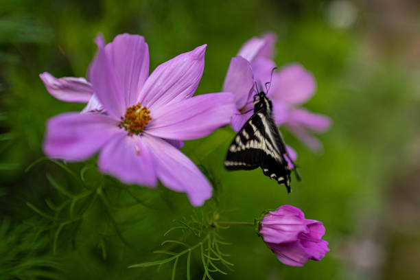 Selective focus of Western Tiger Swallowtail butterfly on magenta Cosmos blossoms