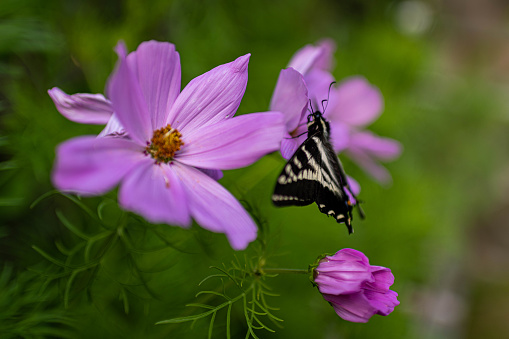 Cabbage white butterfly on asters,Eifel,Germany.