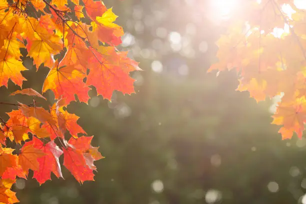 Photo of Red maple leaves in sun shining on green trees backdrop