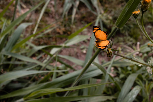 istock Orange butterfly on flowers 1327688203
