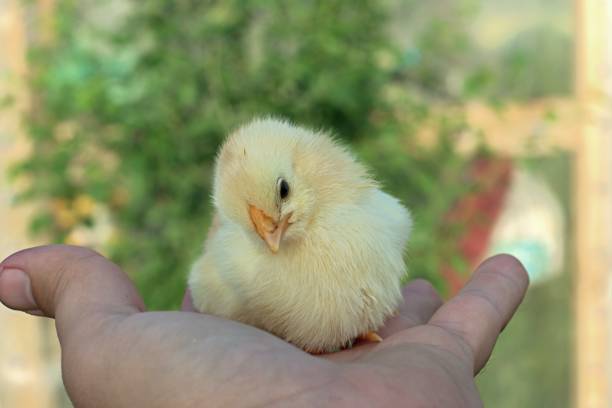 istock Little chicken sitting on the palms 1327688393