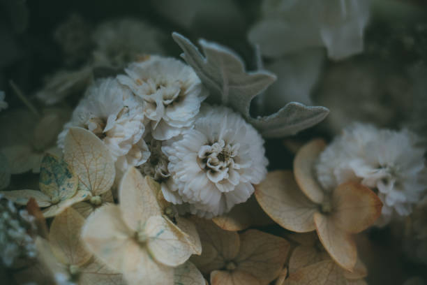 Beige and white hydrangea flowers macro shot