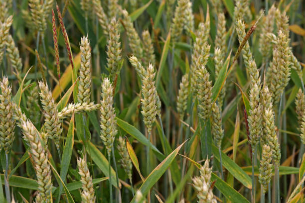 istock Background from green ears of wheat field 1327689321