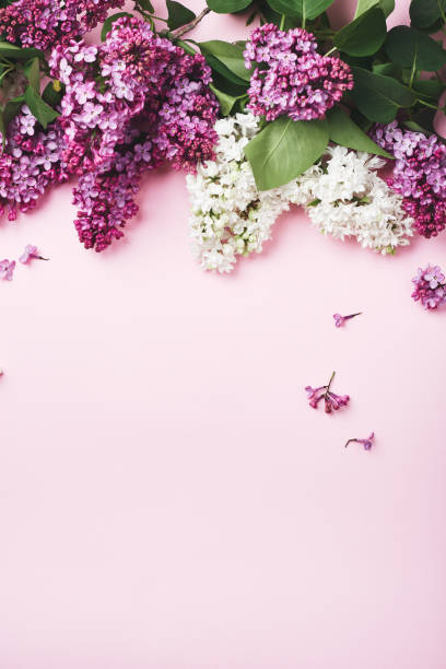 istock Purple and white lilacs. 1327690363