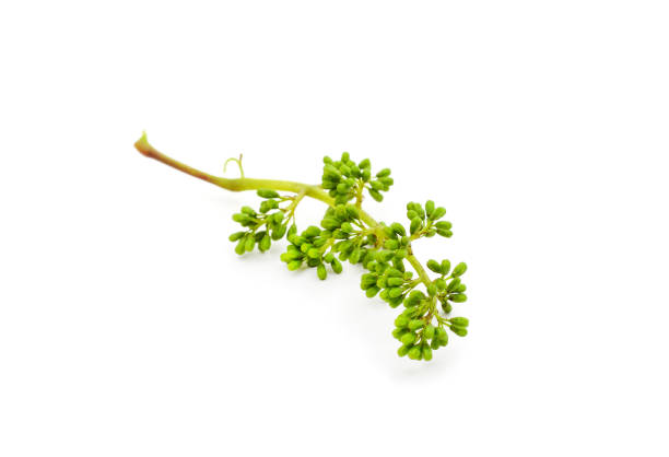 istock Green buds of grapes. 1327691276