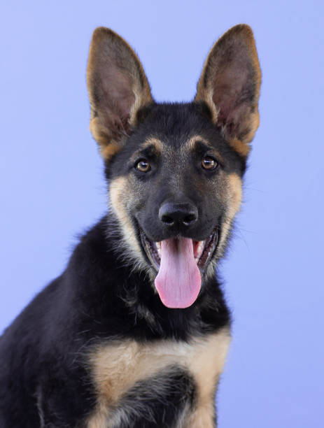 istock Funny German shepherd puppy with long ears and head tilted on purple backgorund 1327691408