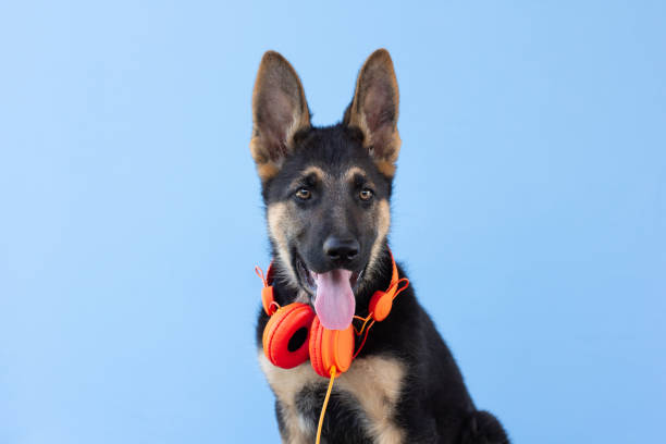 perro pastor alemán cachorro en auriculares, fondo aislado azul claro. el concepto de mascotas escuchar música - german shepherd audio fotografías e imágenes de stock