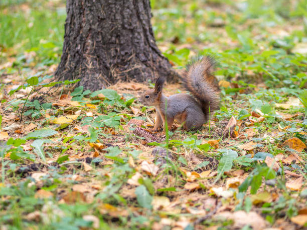 istock Autumn squirrel on green grass with fallen yellow leaves 1327692473