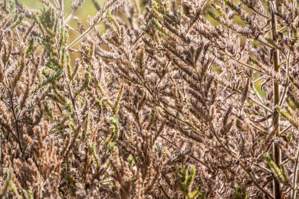 istock Yellow autumn fluffy feather grass with seeds on curved stems in light wind. Slightly blurred close up with selective focus. 1327692561