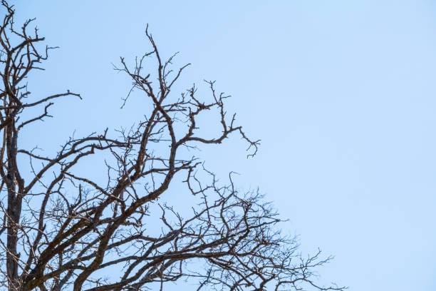 istock Autumn or winter tree branches without leaves against a clear blue sky. 1327692575