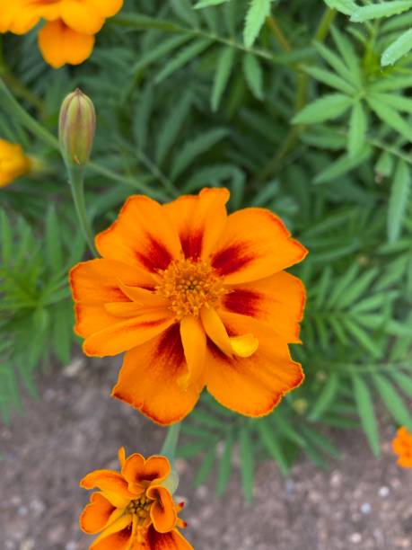 istock Tagetes marigold flowers 1327692646