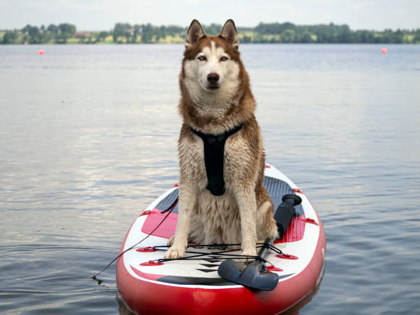 istock Dog On The Beach 1327692857