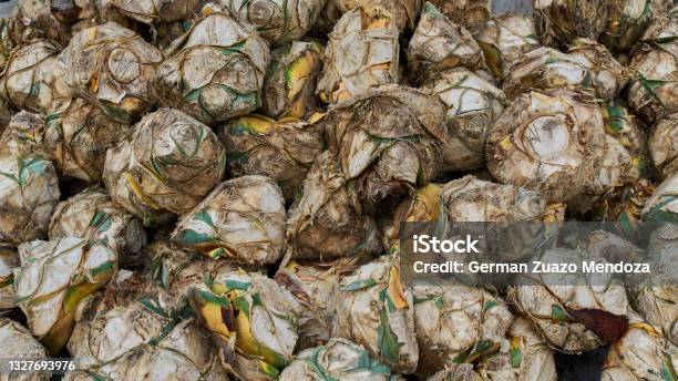 Blue Agave Baked Ball For Making Tequila In A Pressure Oven And Kettle Stock Photo - Download Image Now
