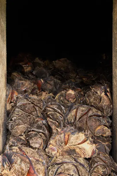 Photo of Blue agave baked ball for making tequila in a pressure oven and kettle