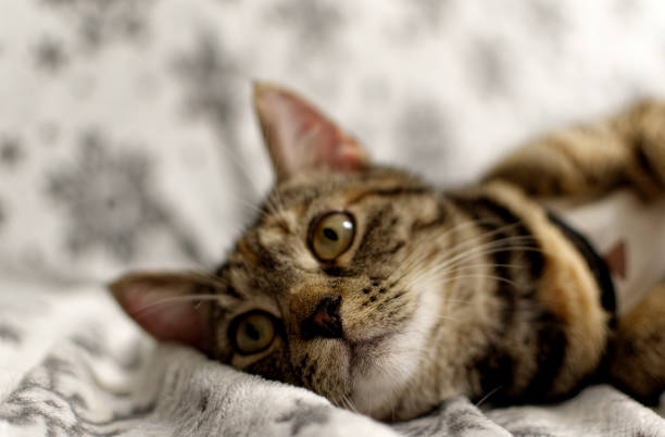 istock Cute tabby kitten looks at the camera. 1327694609