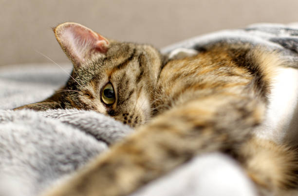 istock Cute tabby kitten looks at the camera. 1327694615