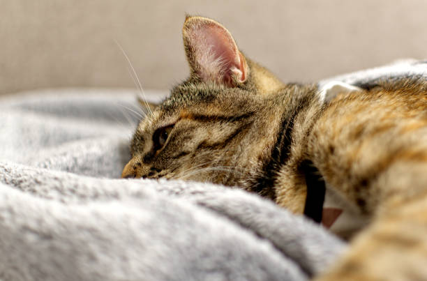 istock Cute tabby kitten looks at the camera. 1327694616