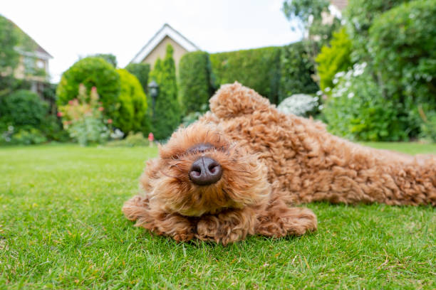 junger pudel gezüchtet von hund gesehen, wie er sich in einem gepflegten, privaten garten wälzt. - pudel stock-fotos und bilder