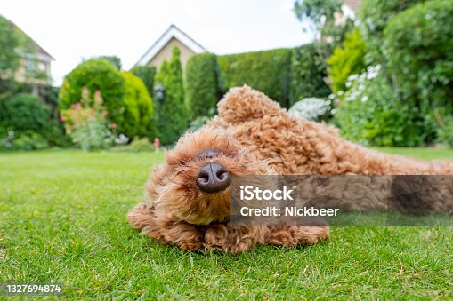 istock Young Poodle bred of dog seen rolling around in a well maintained, private garden. 1327694874