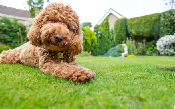 Photo of Young Poodle seen laying stretched on a well maintained garden looking at the photographer.