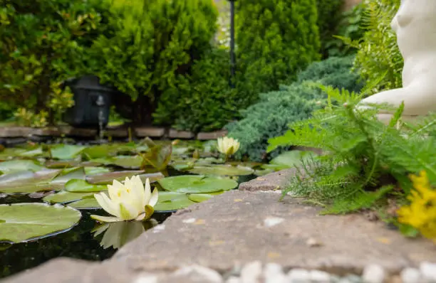 Photo of Shallow focus of a fresh yellow water Lilly seen growing in an ornate garden pond.