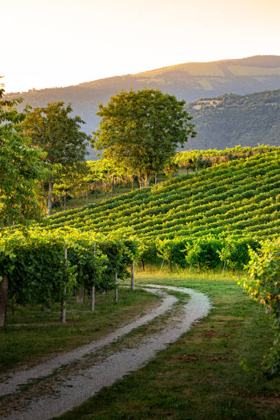 istock Prosecco hills - Valdobbiadene 1327695006