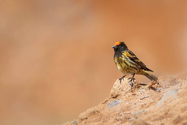 istock Red fronted Serin. Serinus pusillus. Nature background. 1327695034