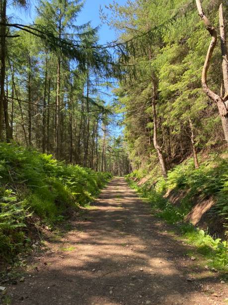 istock Walking through woods North Yorkshire Moors 1327695078