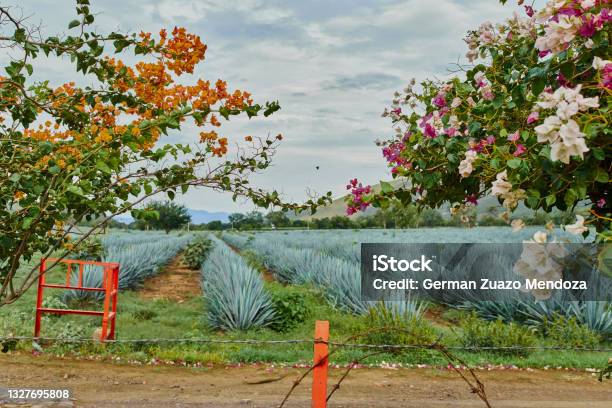 Blue Agave Plantation In The Field To Make Tequila Concept Tequila Industry Stock Photo - Download Image Now