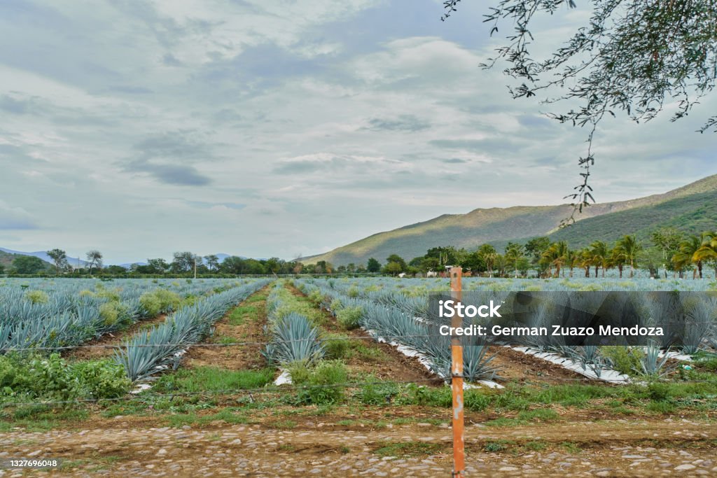Blue agave plantation in the field to make tequila concept tequila industry Agricultural Field Stock Photo
