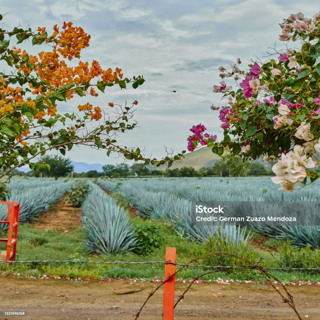 Blue agave plantation in the field to make tequila concept tequila industry Agave Plant Stock Photo