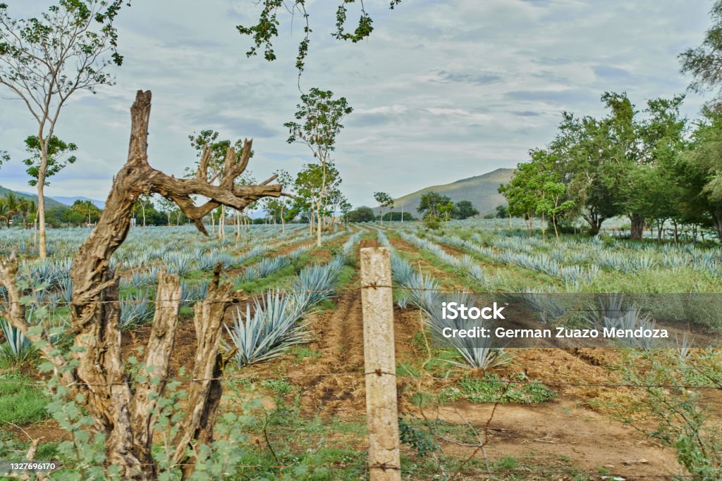 Blue agave plantation in the field to make tequila concept tequila industry Agave Plant Stock Photo