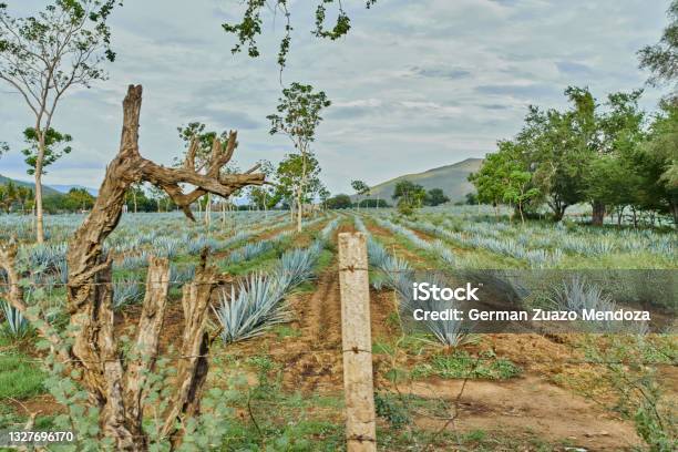 Blue Agave Plantation In The Field To Make Tequila Concept Tequila Industry Stock Photo - Download Image Now