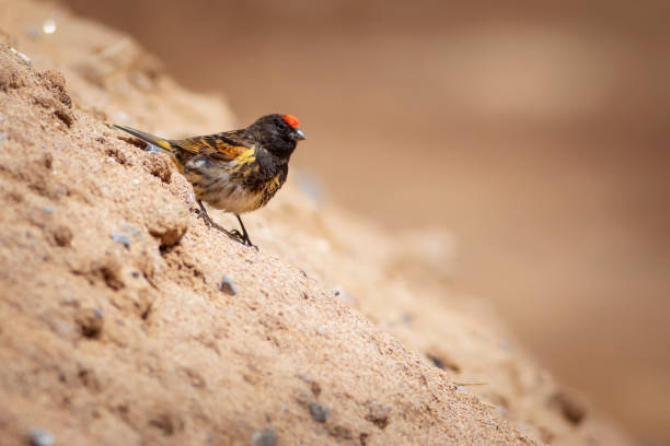 istock Red fronted Serin. Serinus pusillus. Nature background. 1327696954