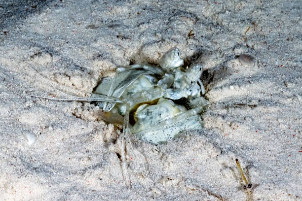 A dangerous white mantis shrimp in its lair