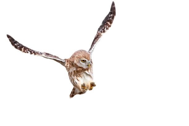 istock Flying owl. Isolated Little owl. White background. 1327698002