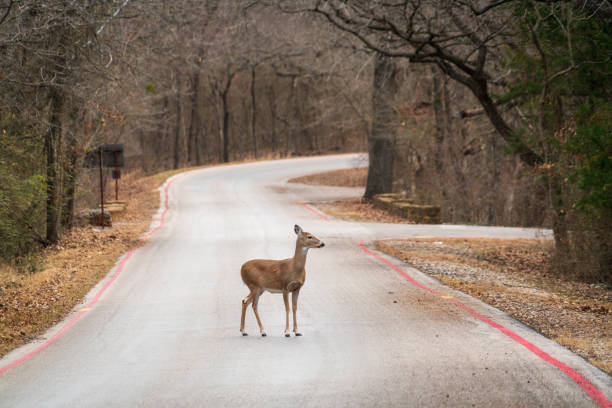 istock Young Doe at Chickasaw National Recreation Area, Oklahoma 1327698332