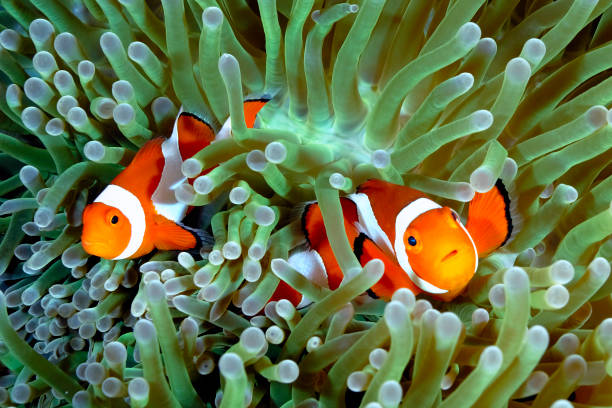 A picture of a beautiful anemone and it's Clown fish A picture of a beautiful anemone and it's Clown fish symbiotic relationship stock pictures, royalty-free photos & images