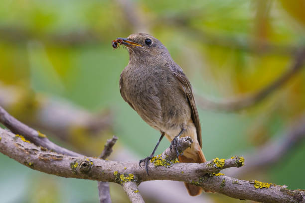 istock Black redstart - Phoenicurus ochruros standing on the branch with prey. 1327699424