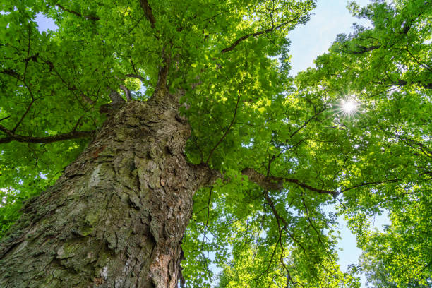 istock Sycamore maple tree trunk with branches, green summer leafage and the shining rays of the sun. 1327699457
